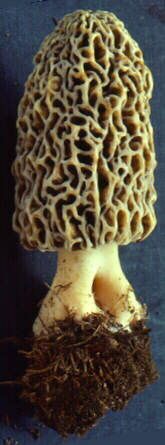 Morchella esculenta - morel