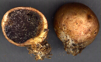 Scleroderma cepa - poison, causes muscles to lock up