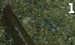 Mutinus elegans