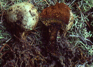 Pisolithus tinctorius - dye-maker's puffball